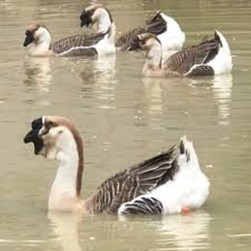 Trung bình một con ngỗng bình thường có giá 500-800 NDT (1,6 - 2,6 triệu đồng). Nếu chất lượng tốt, ngỗng sư tử có thể được bán với giá hơn 1.000 NDT (3,2 triệu đồng). Ảnh: Facebook