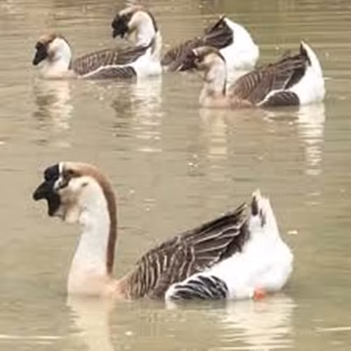 Trung bình một con ngỗng bình thường có giá 500-800 NDT (1,6 - 2,6 triệu đồng). Nếu chất lượng tốt, ngỗng sư tử có thể được bán với giá hơn 1.000 NDT (3,2 triệu đồng). Ảnh: Facebook