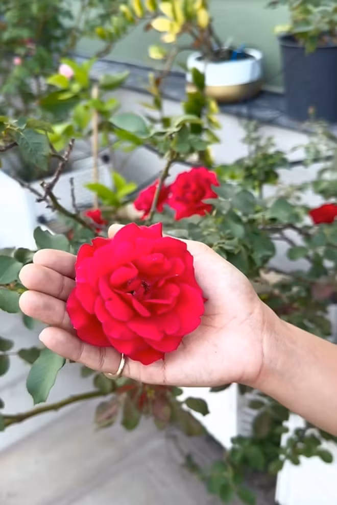 Bên cạnh hồng ngoại, trong vườn nhà Khánh Thi - Phan Hiển còn có nhiều giống hồng Việt Nam.