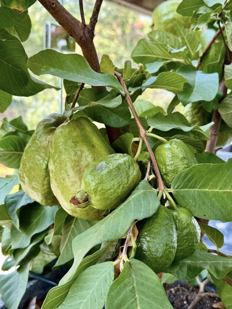 Cây ổi nhỏ nhưng sai như muốn "gãy cành". Ảnh: FBNV