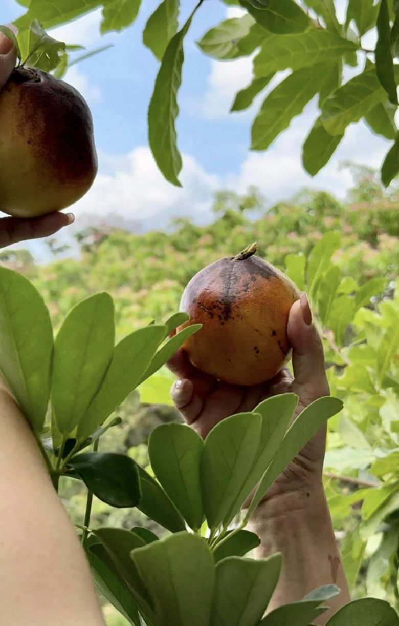 Nghệ sĩ Trịnh Kim Chi thích từ việc tưới nước, cắt tỉa đến bắt sâu. Ảnh: FBNV