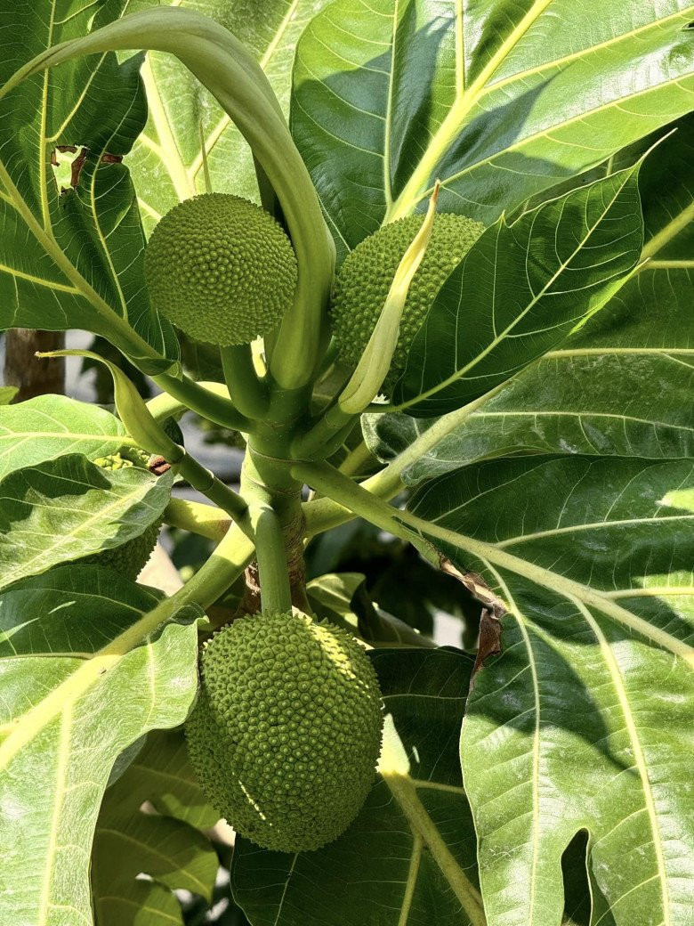 Đa số các loại cây đều được trồng trong chậu. Ảnh: FBNV