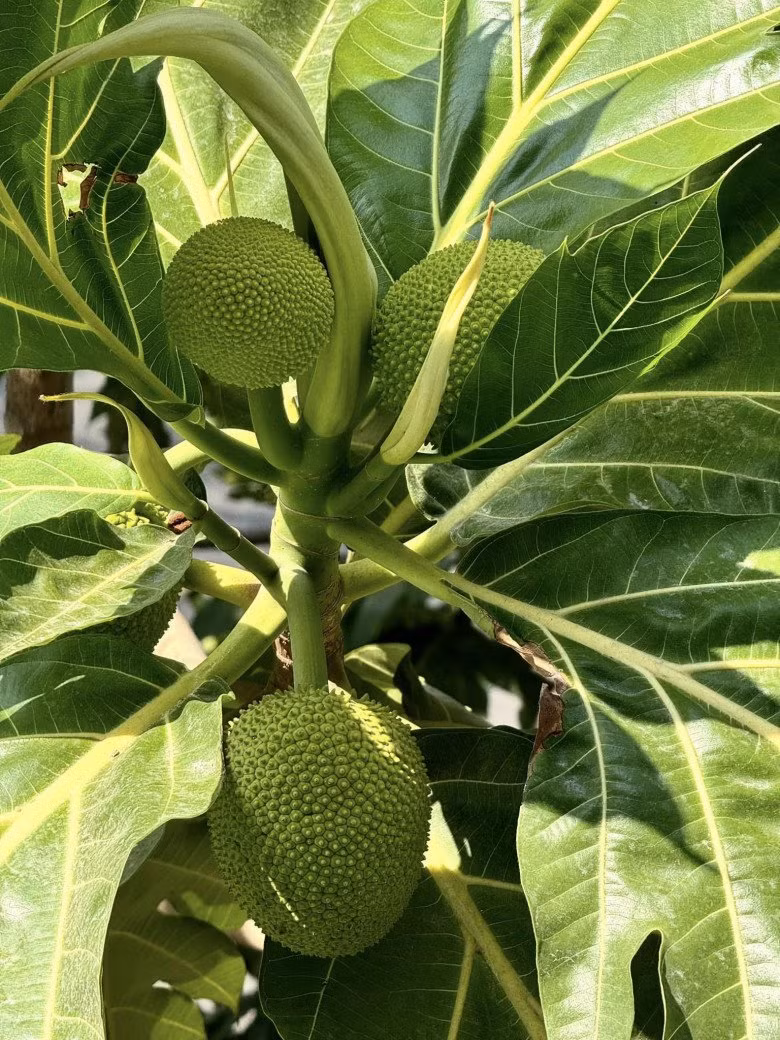 Đa số các loại cây đều được trồng trong chậu. Ảnh: FBNV