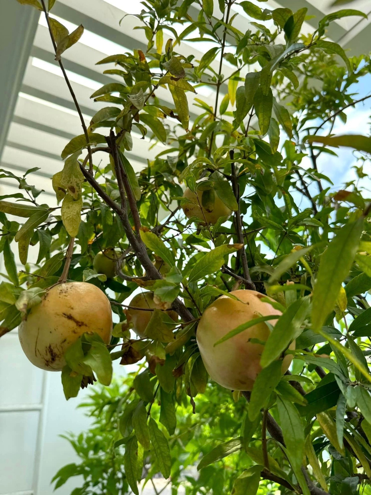 Lựu cũng trái to và căng mọng. Ảnh: FBNV