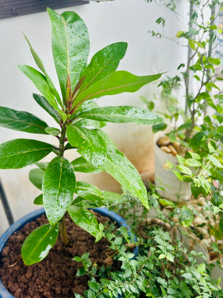 Mới đây, MC Hoàng Trang khoe khu vườn xinh xắn trong nhà thu hút sự chú ý của đông đảo khán giả. Ảnh: FB Trang Hoàng