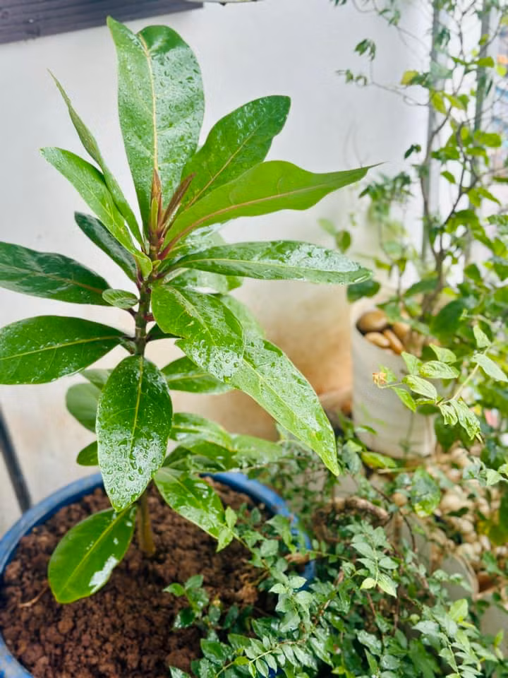 Mới đây, MC Hoàng Trang khoe khu vườn xinh xắn trong nhà thu hút sự chú ý của đông đảo khán giả. Ảnh: FB Trang Hoàng