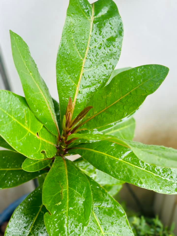 Dễ dàng nhận thấy, Hoàng Trang đam mê trồng cây, chăm sóc cho khu vườn xanh tốt. Ảnh: FB Trang Hoàng