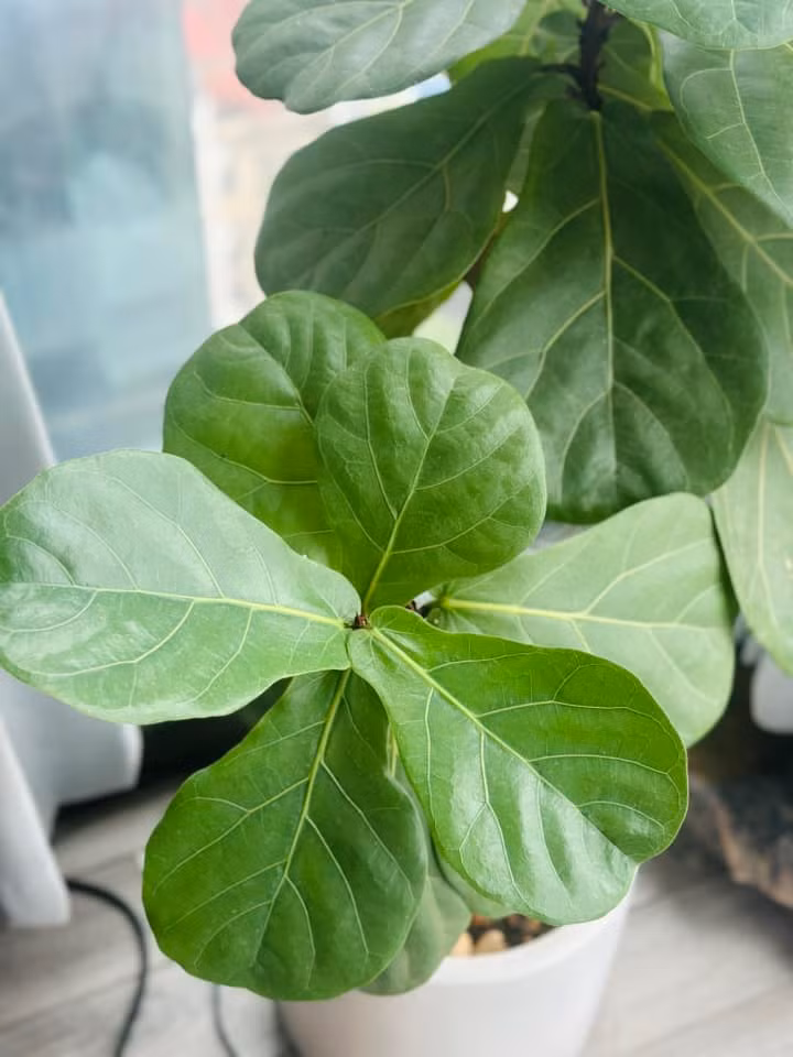 Trong vườn nhà MC Hoàng Trang có nhiều loại bàng như bàng vuông, bàng cẩm thạch, bàng Singapore. Ảnh: FB Trang Hoàng