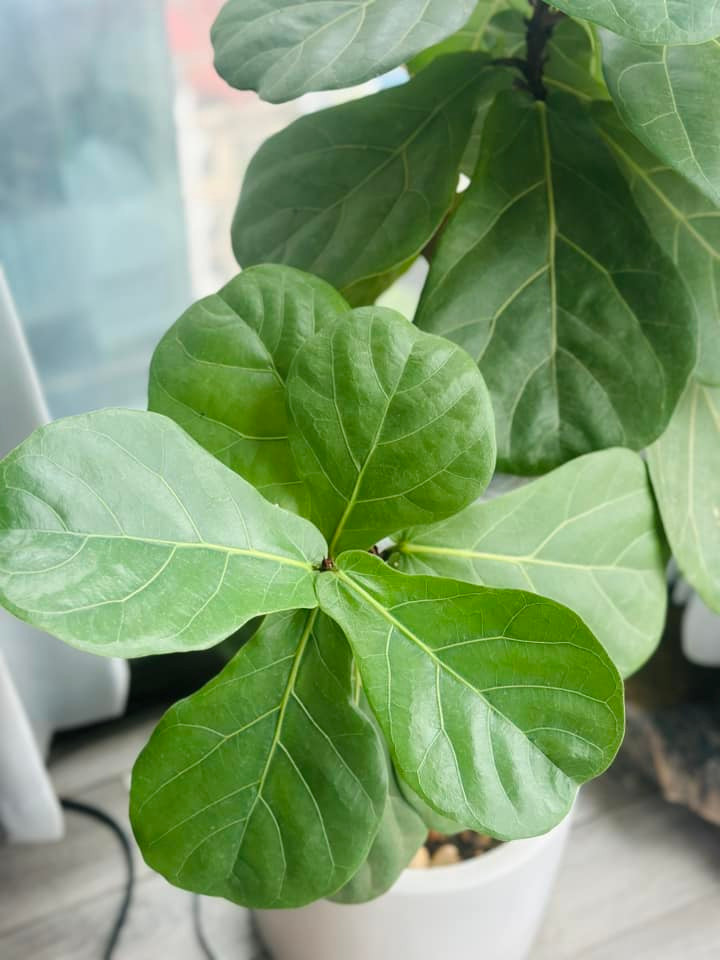 Trong vườn nhà MC Hoàng Trang có nhiều loại bàng như bàng vuông, bàng cẩm thạch, bàng Singapore. Ảnh: FB Trang Hoàng