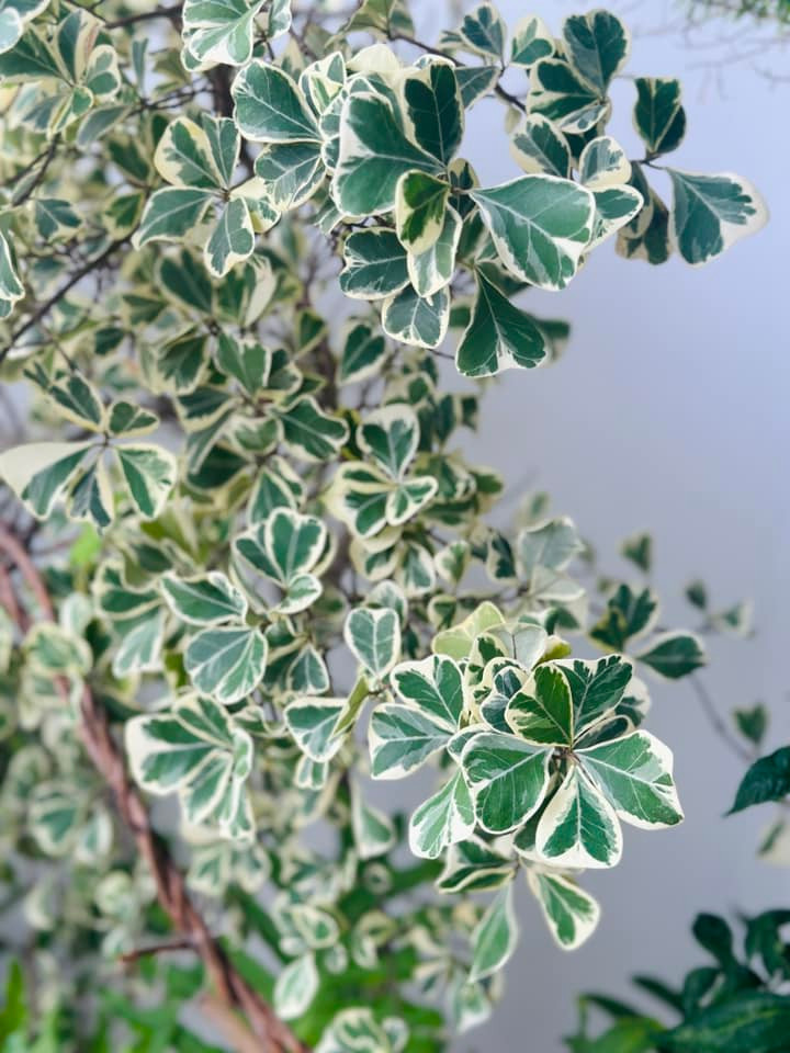 Bàng cẩm thạch với những chiếc lá hình trái tim xinh xắn. Ảnh: FB Trang Hoàng