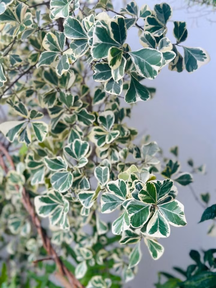 Bàng cẩm thạch với những chiếc lá hình trái tim xinh xắn. Ảnh: FB Trang Hoàng