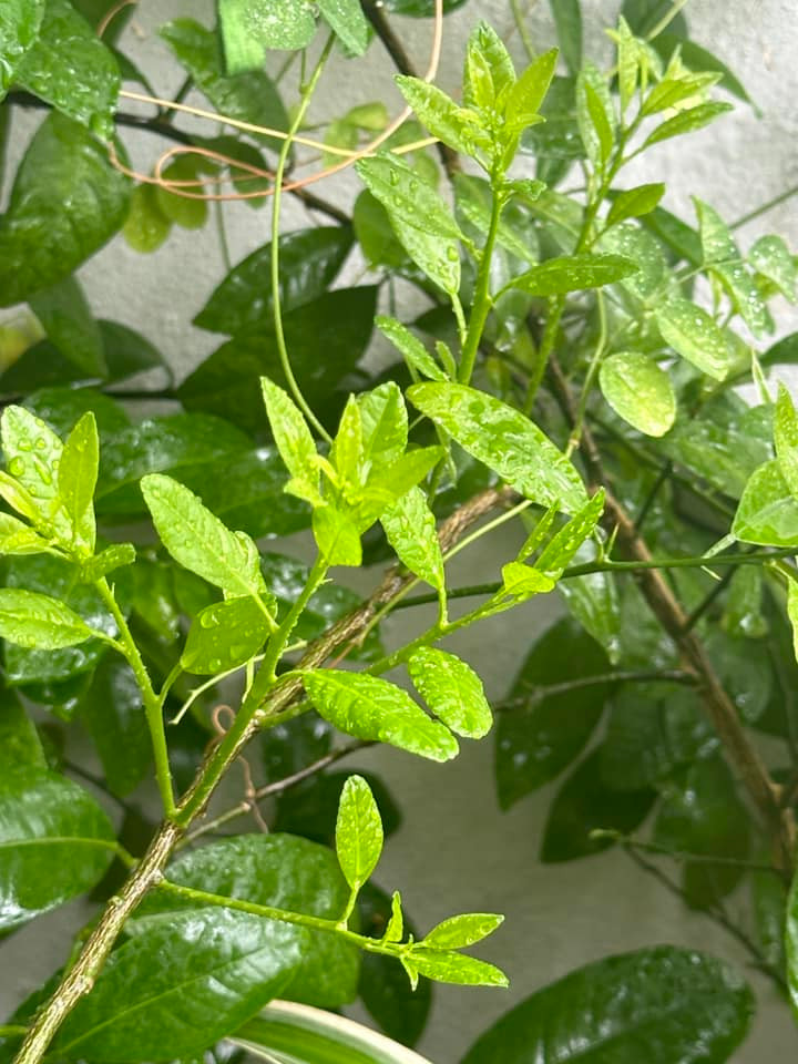 Chồi lộc xanh non mơn mởn. Ảnh: FB Trang Hoàng