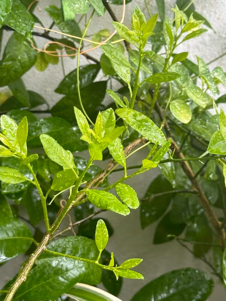 Chồi lộc xanh non mơn mởn. Ảnh: FB Trang Hoàng