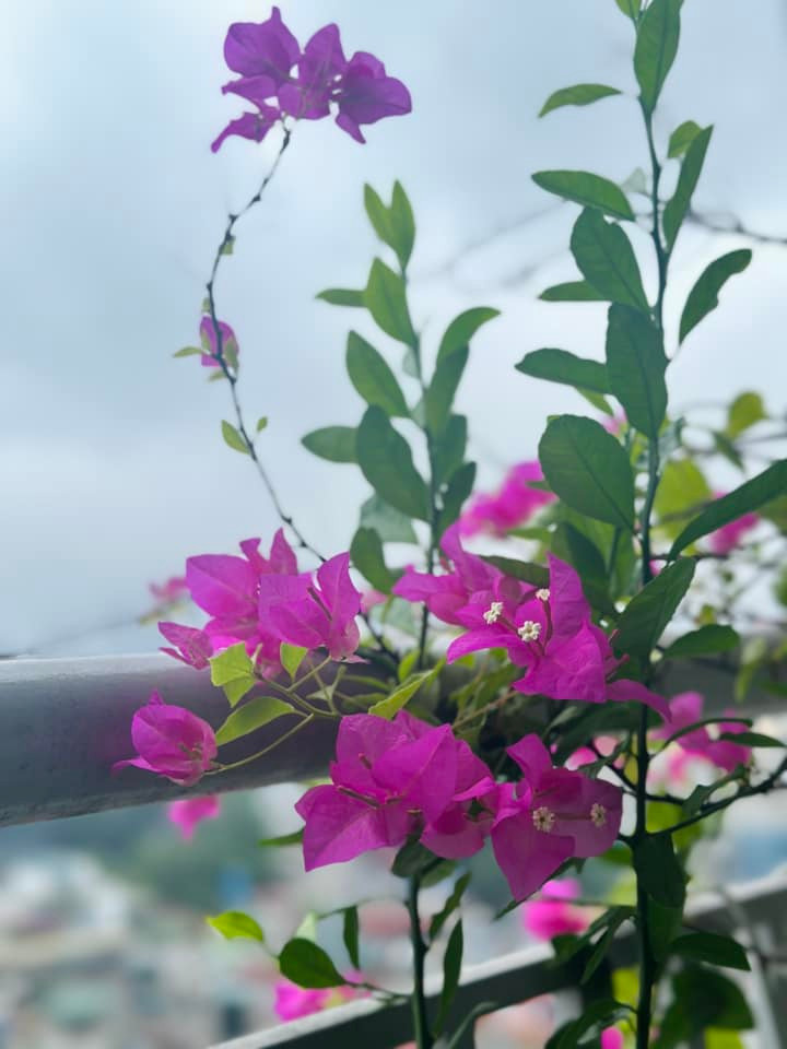 Hoa giấy rụng lá mùa đông, nhưng hè là rực rỡ. Ảnh: FB Trang Hoàng