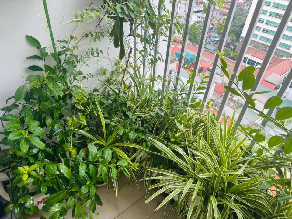 Với BTV Hoàng Trang, mỗi buổi sáng thức dậy tưới cây là cách tuyệt vởi để bắt đầu ngày mới. Ảnh: FB Trang Hoàng