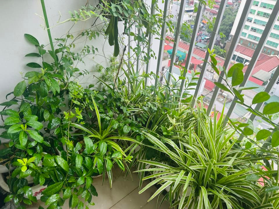 Với BTV Hoàng Trang, mỗi buổi sáng thức dậy tưới cây là cách tuyệt vởi để bắt đầu ngày mới. Ảnh: FB Trang Hoàng