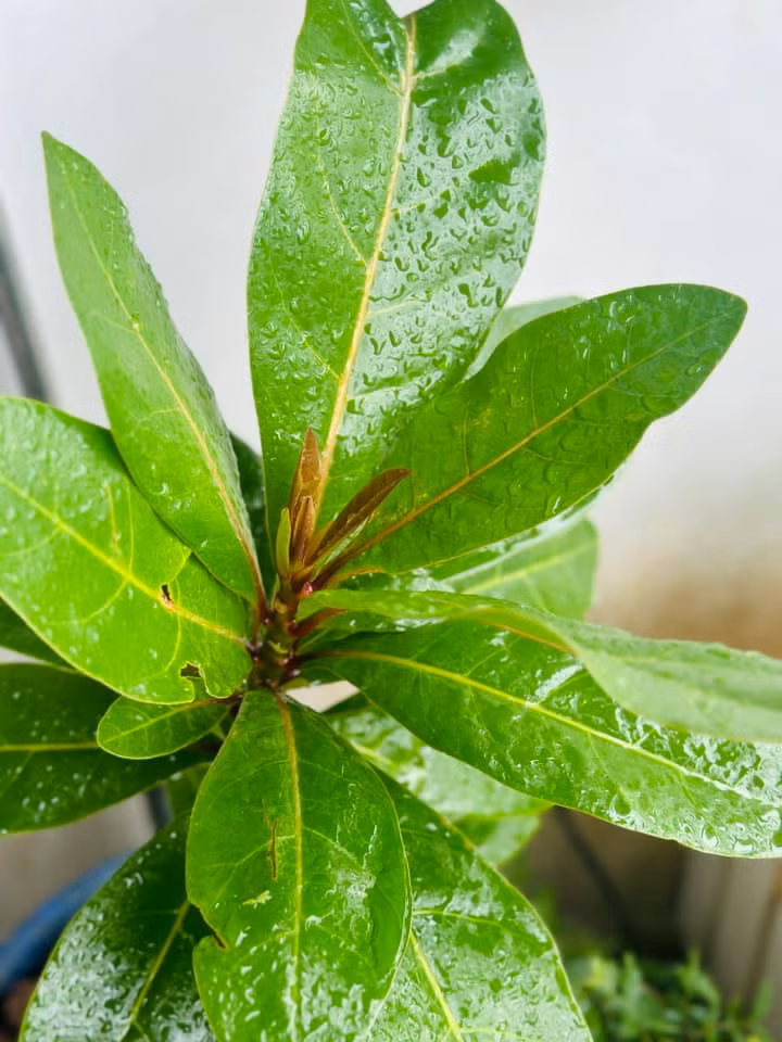 Dễ dàng nhận thấy, Hoàng Trang đam mê trồng cây, chăm sóc cho khu vườn xanh tốt. Ảnh: FB Trang Hoàng