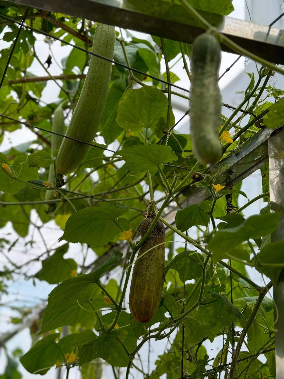 Giàn mướp sai trĩu quả.