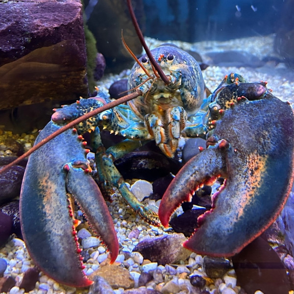 Khi nhu cầu tôm hùm tăng lên, áp lực lên quần thể tôm hùm tự nhiên cũng tăng theo. Việc thu hoạch quá mức dẫn đến sự sụt giảm tổng số tôm hùm hiện có, đẩy giá tăng cao do khan hiếm. Ảnh: Akron Zoo