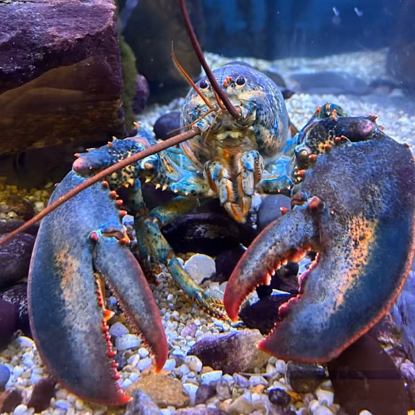 Khi nhu cầu tôm hùm tăng lên, áp lực lên quần thể tôm hùm tự nhiên cũng tăng theo. Việc thu hoạch quá mức dẫn đến sự sụt giảm tổng số tôm hùm hiện có, đẩy giá tăng cao do khan hiếm. Ảnh: Akron Zoo