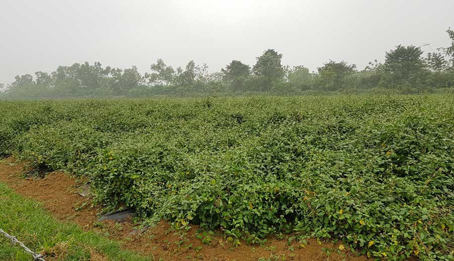 Trung bình cà gai leo trồng khoảng 3 tháng là có thể thu hoạch. Với 10ha thì mỗi lần thu hoạch được khoảng trên dưới 10 tấn cà gai leo khô. Ảnh: Internet