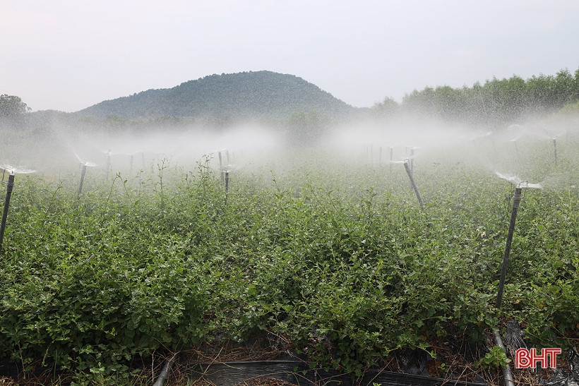Từ 2 sào cây cà gai leo ban đầu, đến nay, quy mô trồng cà gia leo của gia đình chị Thể lên tới hơn 1,5 ha. Mỗi năm, vùng sản xuất cà gai leo của gia đình chị Thể cho thu hoạch 3 vụ, sản lượng khoảng 6 - 7 tấn/ha/vụ, cho thu nhập khoảng 300 triệu đồng/ha/vụ. Ảnh: BHT