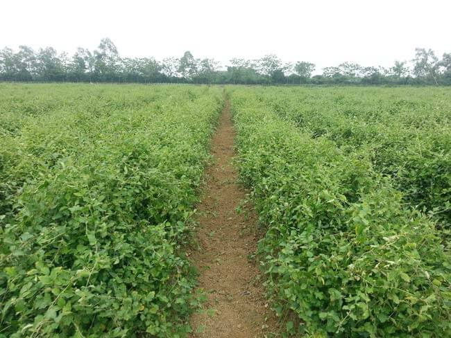 Ước tính, thu nhập từ trồng cà gai leo đạt khoảng 400 triệu đồng/ha/năm. Sau khi trừ chi phí, mô hình mang về lợi nhuận khoảng 200 triệu đồng/ha/năm. Ảnh: Internet