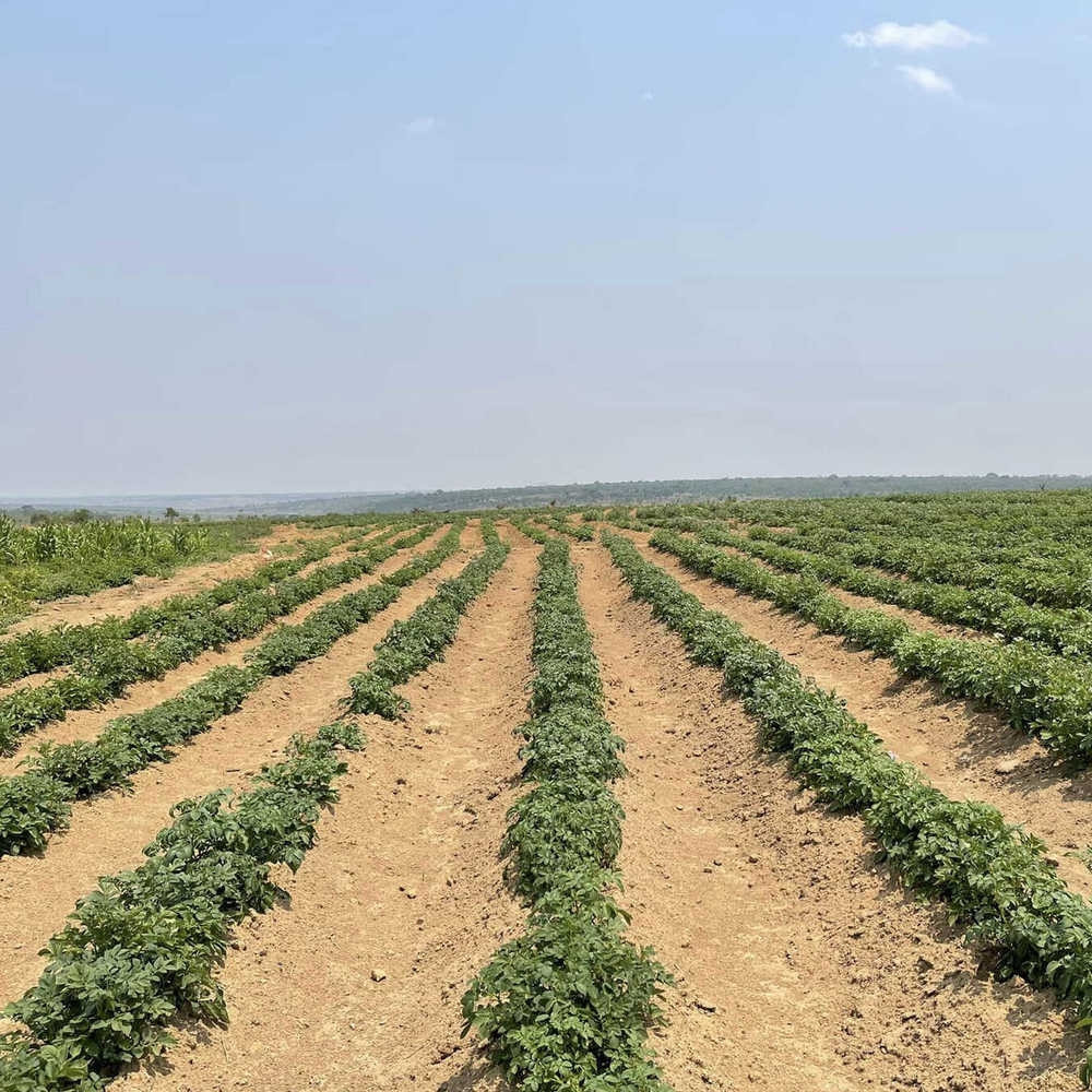 Diện tích trồng khoai tây xanh mướt, rộng mênh mông.