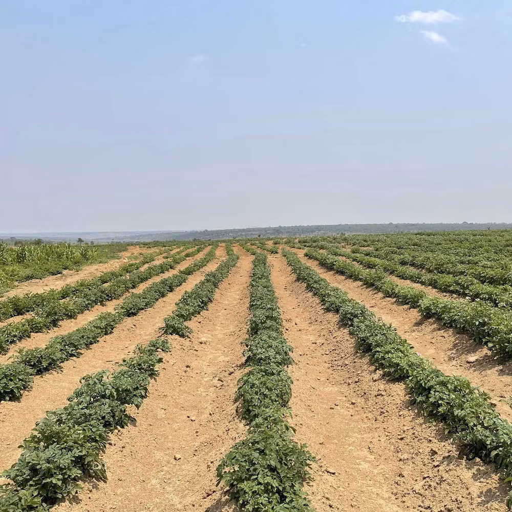 Diện tích trồng khoai tây xanh mướt, rộng mênh mông.