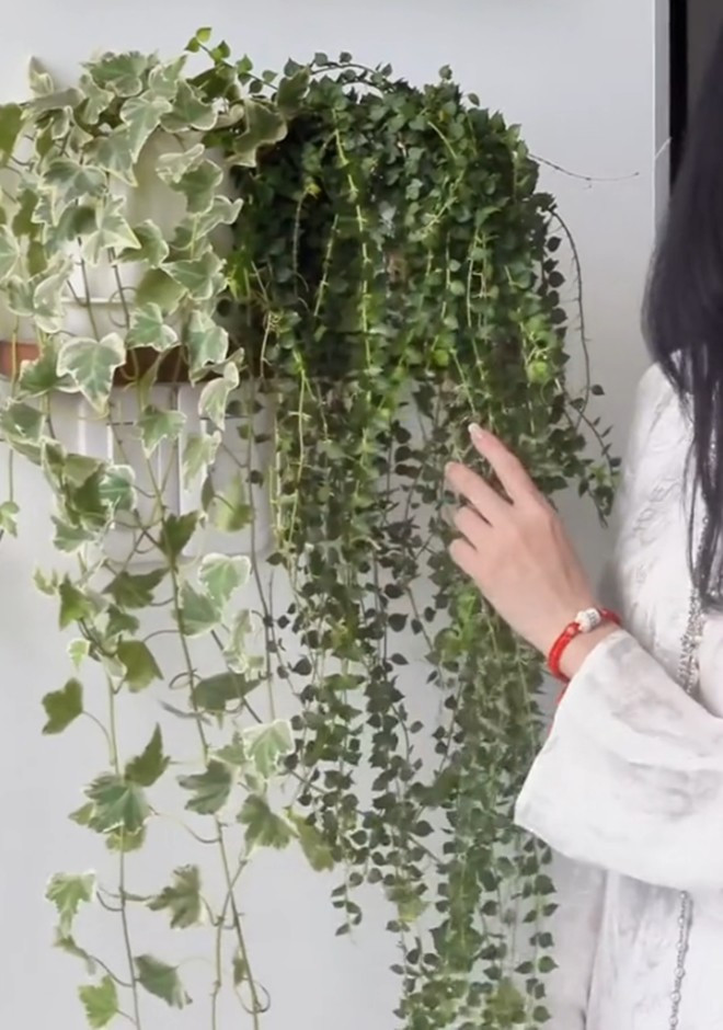 Diva Hồng Nhung cho biết những cây bụi rủ xuống giúp căn nhà trông rộng hơn, đẹp hơn.