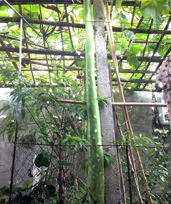 Quả bầu dài gần 2 mét khiến nhiều người "mắt tròn mắt dẹt" muốn xin giống. Ảnh: Dân Việt