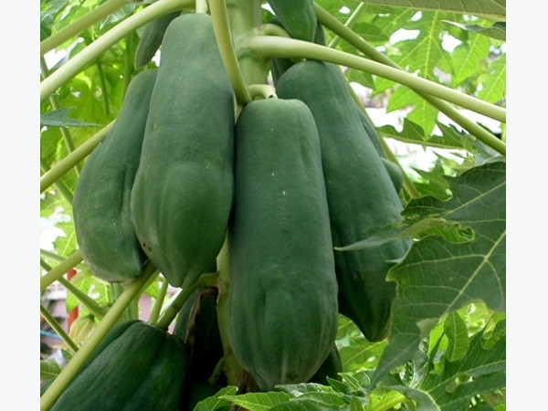 Từ khi dồn hết tâm huyết để tạo ra những loại nông sản khổng lồ, với thu nhập cao hàng chục triệu đồng/vụ và ổn định gia đình ông Oanh đã thật sự đổi đời, xây dựng nhà cửa khang trang. Ảnh: 2lua