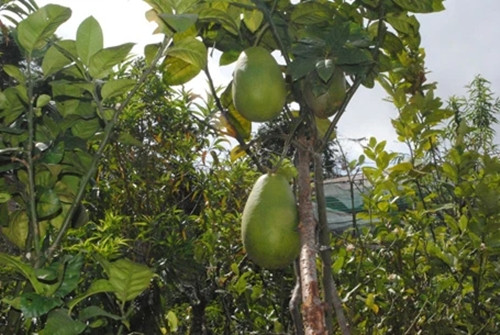 Chanh yên khổng lồ nặng tại TP Đà Lạt từng gây xôn xao thị trường khi được bán với giá từ 250.000 - 300.000 đồng/quả. Ảnh: Plo