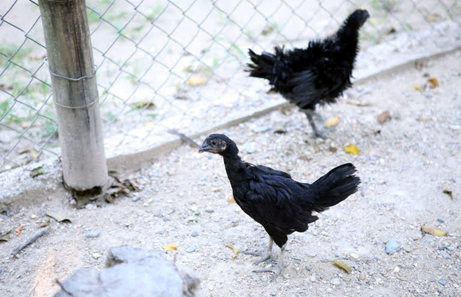 Thịt gà Ayam Cemani được đánh giá săn chắc, thơm ngon, ít chất béo, chứa hàm lượng sắt cao và chống oxi hóa, giúp tăng cường sức đề kháng... Ảnh: Vietnamnet