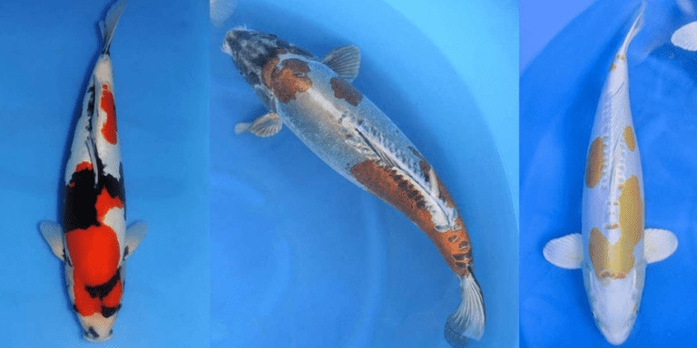 Cá Koi Doitsu có nhiều màu sắc nổi bật, được phát triển cách đây khoảng 100 năm. Giá cá Koi Doitsu thay đổi khá nhiều song phổ biến nhất là trên 500 USD. Ảnh: Kodamakoifarm