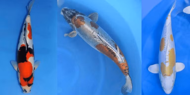 Cá Koi Doitsu có nhiều màu sắc nổi bật, được phát triển cách đây khoảng 100 năm. Giá cá Koi Doitsu thay đổi khá nhiều song phổ biến nhất là trên 500 USD. Ảnh: Kodamakoifarm