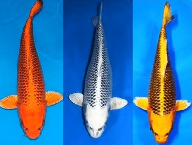 Cá Koi Matsuba có nhiều tên gọi khác nhau tùy thuộc vào màu sắc, giá từ 120 USD trở lên. Ảnh: Kodamakoifarm