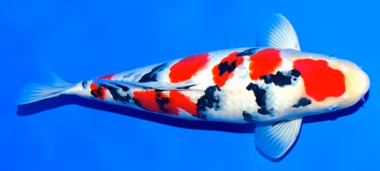 Taisho Sanke là cá Koi ba màu, có các hoa văn lớn màu đen trên thân màu trắng và các mảng màu đỏ nhỏ hơn. Đây là loại cá Koi ba màu đầu tiên được phát triển, giá ít nhất 100 USD. Ảnh: Kodamakoifarm