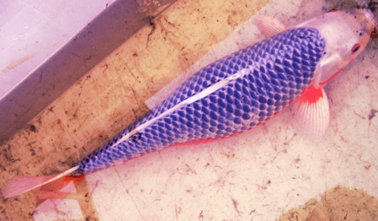 Asagi là một trong những giống cá Koi lâu đời nhất trên thế giới. Loài cá này thường có sắc tố xanh và các đốm đỏ, giá từ 950 USD trở lên. Ảnh: Koistory