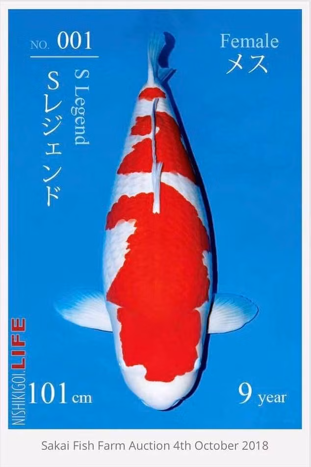 S Legend (Kōhaku) là loài cá Koi đắt nhất thế giới từng được bán với giá 1,8 triệu USD (hơn 41 tỷ đồng). Đó là con cá Koi Kohaku chín tuổi có thân dài hơn 3 mét, màu trắng và cam bắt mắt. Ảnh: Daily Mail