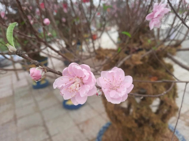 Những cánh hoa khoe sắc. Ảnh: Người lao động