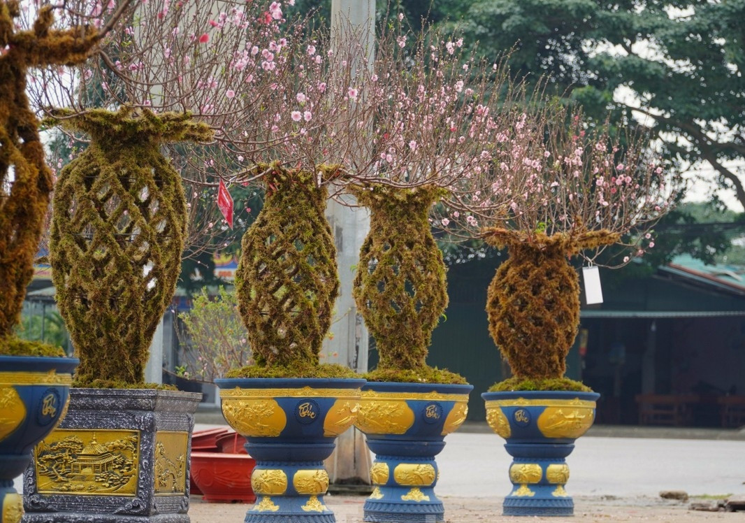 Những cây đào này được bày bán bởi anh Trần Đức Việt (ngụ TP Hà Tĩnh, tỉnh Hà Tĩnh). Anh Việt cho biết mua những cây đào lộc bình này từ Lào Cai, sau đó vận chuyển về TP Hà Tĩnh. Ảnh: Tiền phong