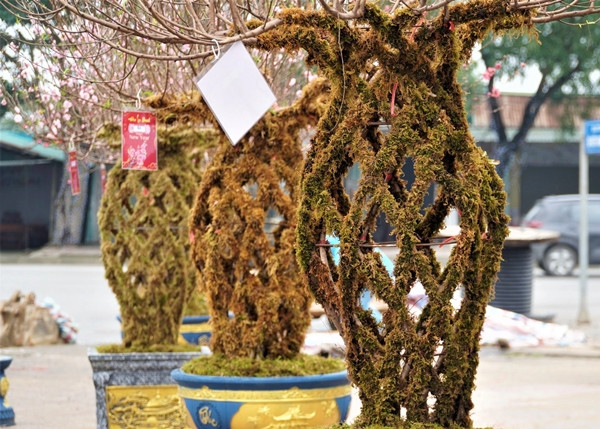 Những cây đào tết hình lộc bình phủ kín rêu phong độc đáo, đẹp mắt lần đầu tiên xuất hiện tại Hà Tĩnh. Ảnh: Dân trí