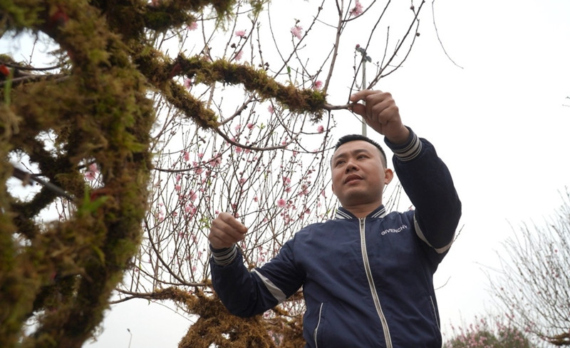 Do kiểu dáng độc đáo nên khi vừa ra mắt, những chậu đào lộc bình đã thu hút nhiều khách hàng tới chiêm ngưỡng. Ảnh: Tiền phong