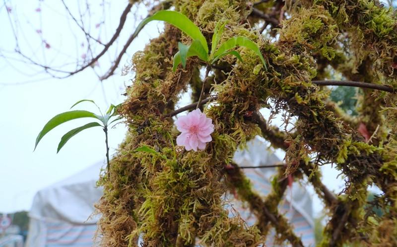 Những bình đào được uốn và ghép hình từ 8-10 gốc đào bích hoặc đào phai. Ảnh: Tiền phong