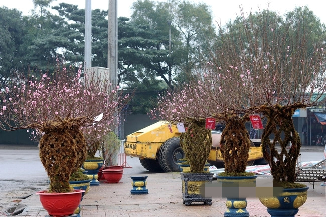 Để uốn cây đào thành hình chiếc bình và chăm sóc cho đến khi ra hoa, người thợ mất ít nhất 6 năm. Ảnh: Dân Việt