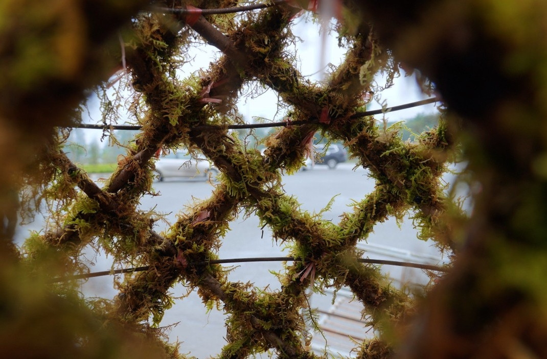 Mỗi vị trí xen kẽ sẽ được nhà vườn cố định bằng dây thép. Ảnh: Tiền phong