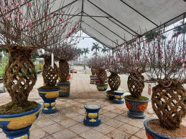 Những ngày giáp Tết Nguyên đán 2024, con đường Đại lộ Xô Viết Nghệ Tĩnh (TP Hà Tĩnh) ngập tràn sắc Xuân với nhiều loại cây cảnh phục vụ nhu cầu của người dân. Đặc biệt, người dân bị cuốn hút bởi những gốc đào lộc bình “độc lạ”. Ảnh: Người lao động