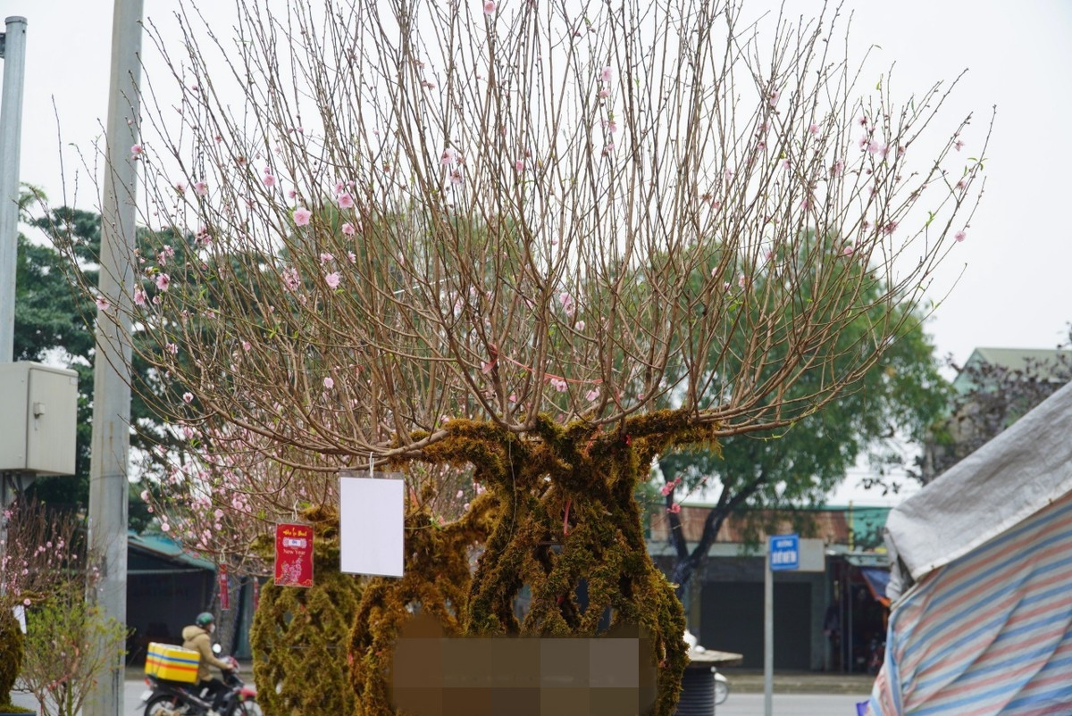 Phần thân hoa nở rực rỡ từ nhiều nhánh khác nhau. Ảnh: Tiền phong