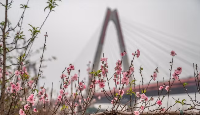 Giá đào năm nay cao hơn so với năm ngoái nhờ tạo hình đẹp, hoa nở đều và có nhiều nụ. Ảnh: Phunumoi